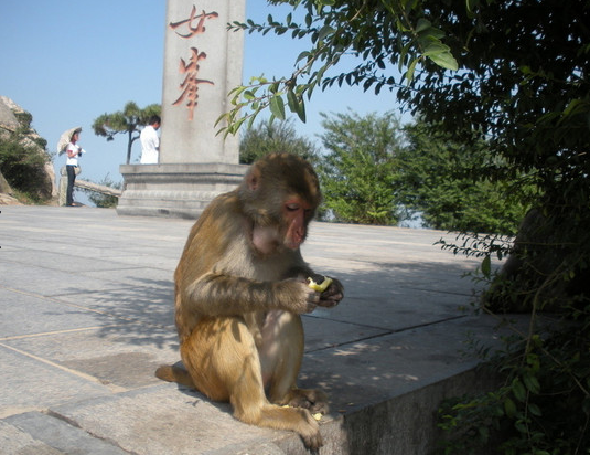 猴年旅行第一弹 和猴子来一次亲密接触