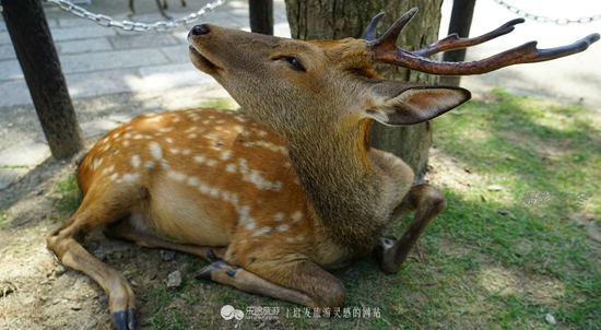 回眸一笑百媚生　摄影/尔冬