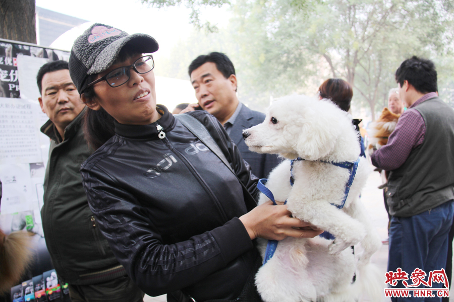 一只贵宾犬在卖萌。