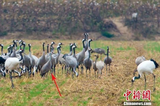 多种鹤类“集结”江苏盐城越冬 含罕见沙丘鹤