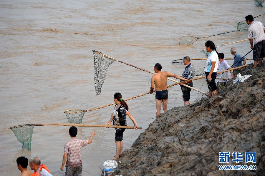 7月6日,在山西省平陆县黄河岸边,人们在河边捕捞黄河“流鱼”。