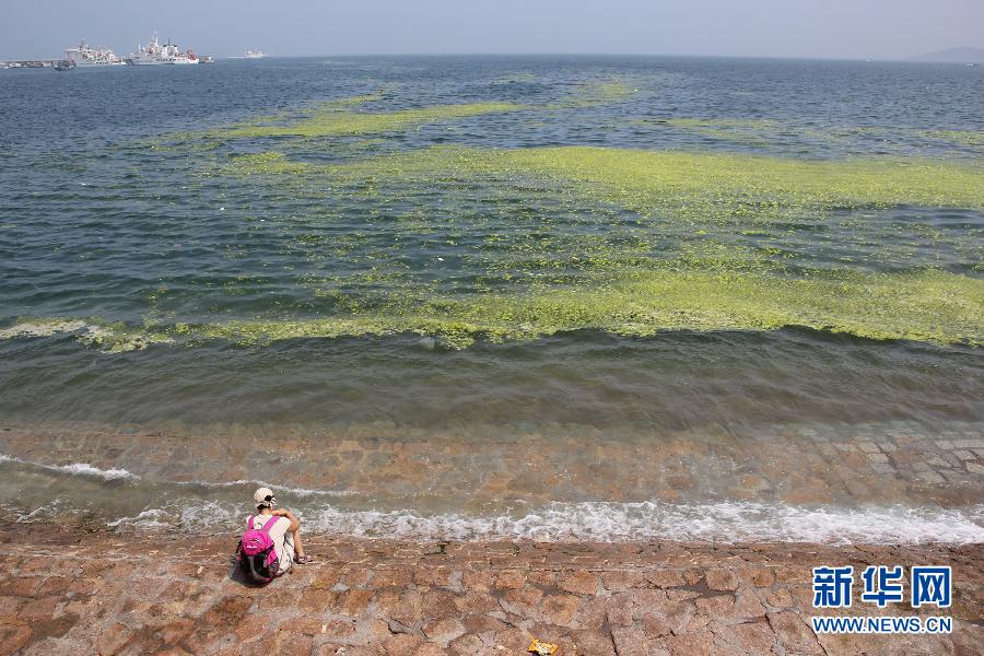 山东青岛海岸遭受浒苔侵袭