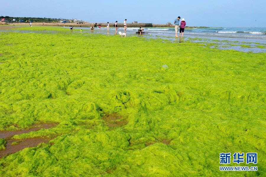 山东青岛海岸遭受浒苔侵袭