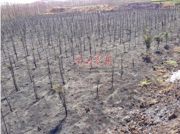 济源一村民上坟烧纸引发火灾 种植地被烧成黑土地