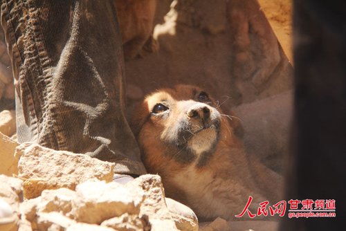 探出头的小黄狗期待地看着救他的人。王生元/摄