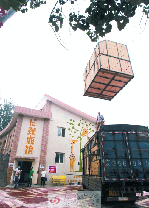 　把长颈鹿“空投”到“新家”后院