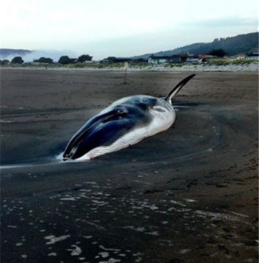 巨鲸海滩搁浅死亡