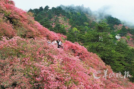 　　湖北麻城龟峰山10万亩连片野生杜鹃。