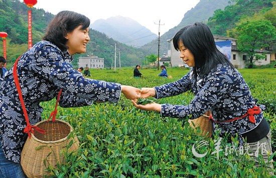 　　名茶六安瓜片原产地,游客身穿采茶女服装在茶园体验采摘新茶的乐趣。