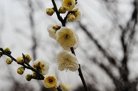 春季踏青赏花绿博园 罕见绿梅惹人爱