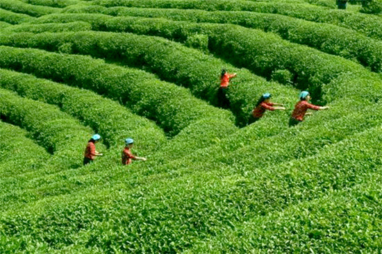 四月春茶香 寻茶访水游烟雨江南