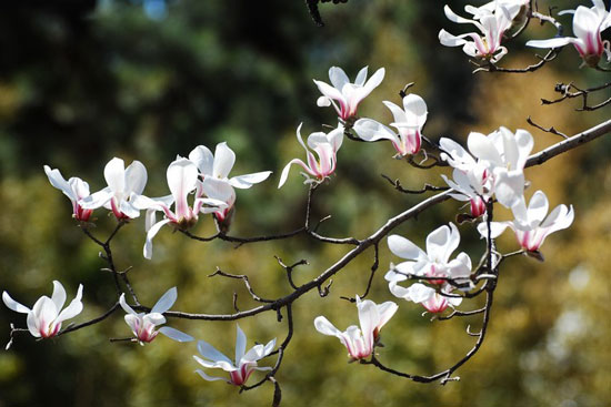 2013年潭柘寺玉兰赏花节