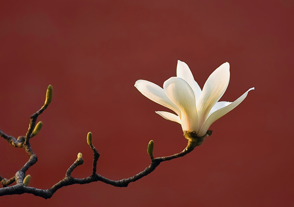 正是踏青赏花时 京华何处赏玉兰