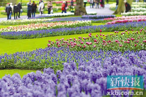 　　荷兰郁金香花展在等待