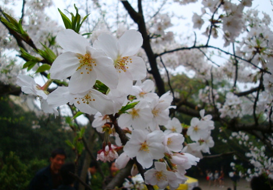 3月寻春记 赏樱浪漫游