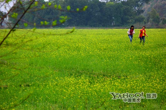 　　英德国家森林公园是广东唯一的油菜花主题旅游景区。(图片来源:CFP)