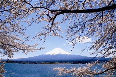 　　幸福就是和爱人坐在日本樱花树下,肩并肩看看远方的富士山