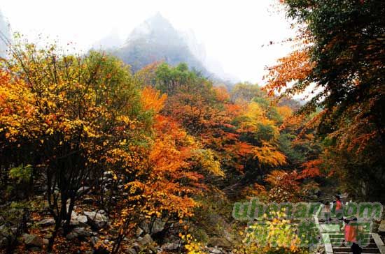 深秋去尧山赏红叶、泡温泉、拜大佛