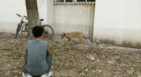 华科一流浪狗被箭射穿腹部 志愿者送其就医