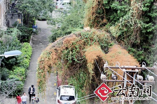 小猫蹲在一根缠满了藤蔓的树枝上。