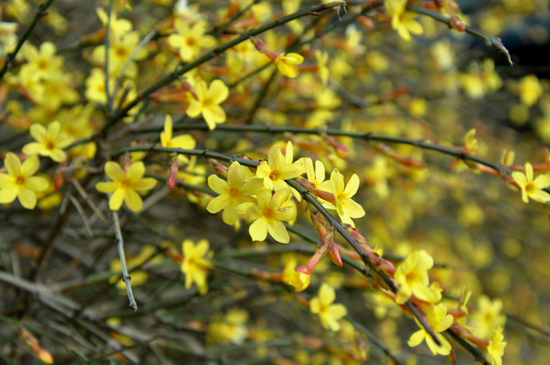 花都鄢陵：阳春三月 赏花正当时