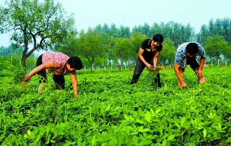 7月16日，内黄县后河镇余庄村村民在花生地里除草。