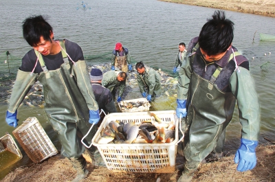 3月18日，渔民在温县黄河鲤鱼生态养殖基地捕鱼，近日，温县3000亩黄河鲤鱼生态养殖基地的头茬鱼开始