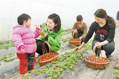 反季节水果带动农户致富