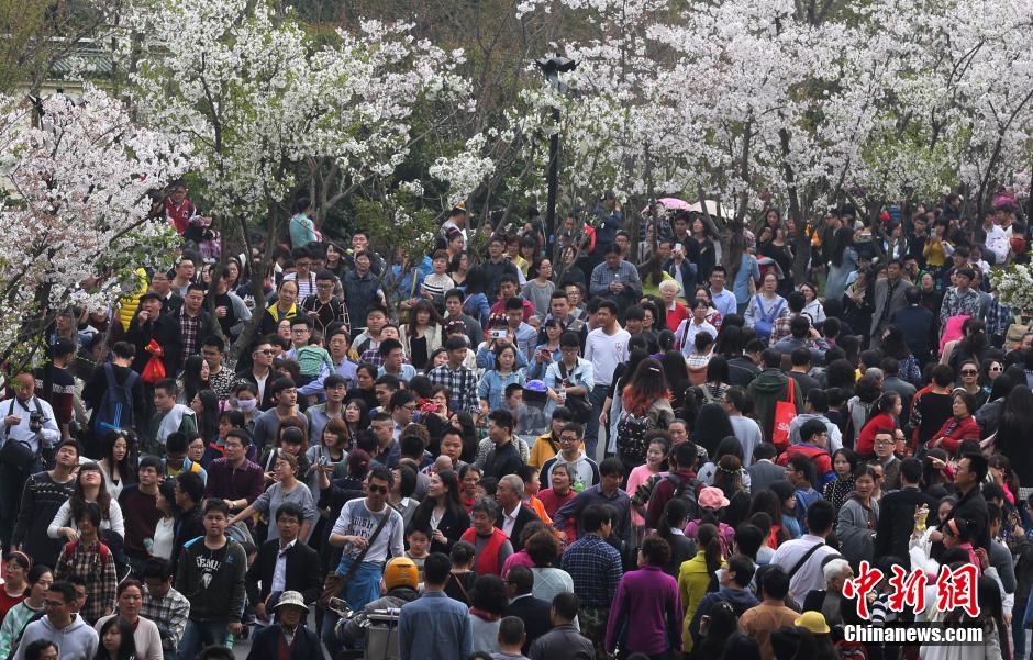 3月29日，南京鸡鸣古刹门前的樱花大道上樱花盛开，吸引了大批市民前来踏青赏花，感受春日气息。