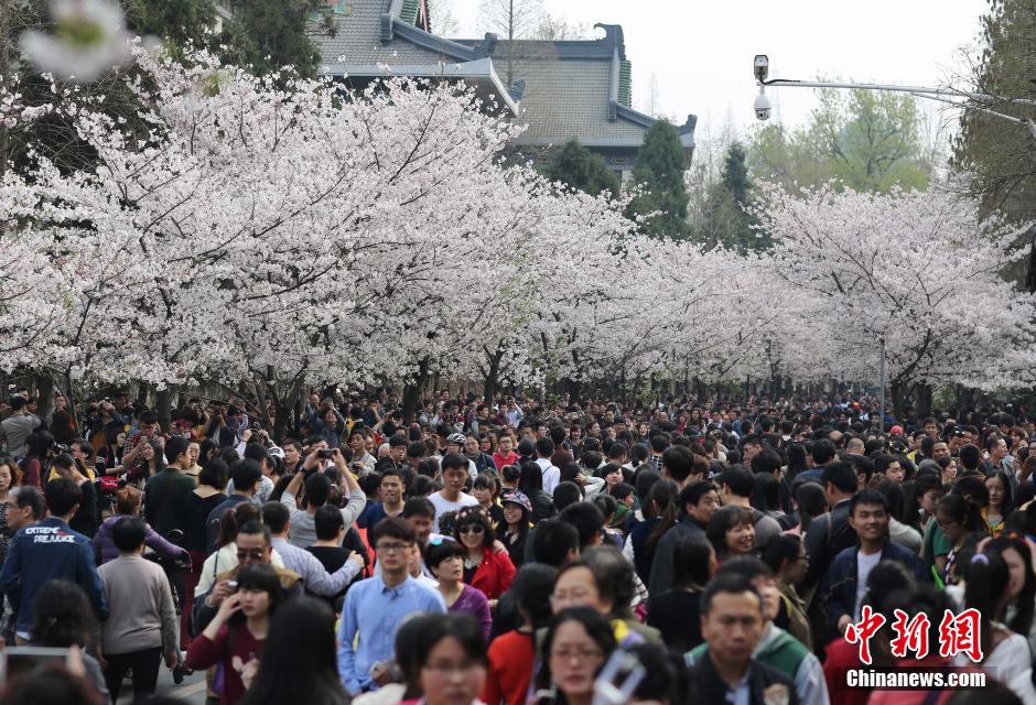 3月29日，南京鸡鸣古刹门前的樱花大道上樱花盛开，吸引了大批市民前来踏青赏花，感受春日气息。