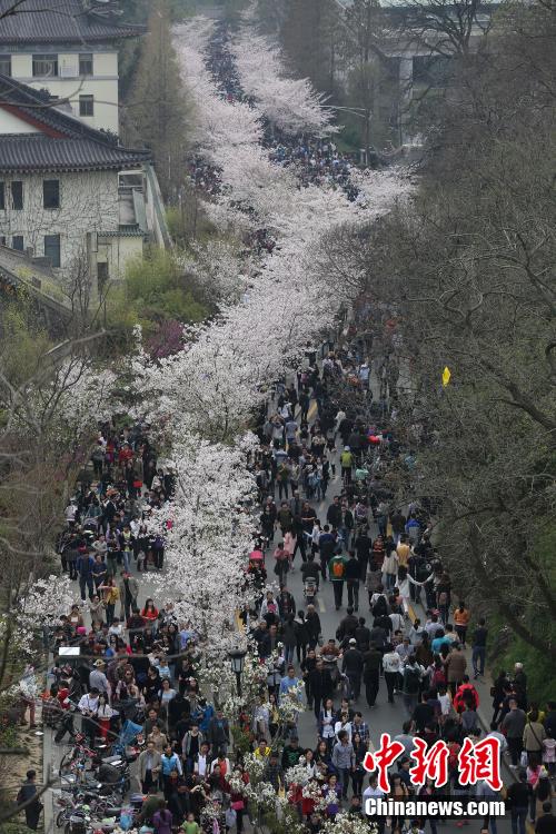 3月29日，南京鸡鸣古刹门前的樱花大道上樱花盛开，吸引了大批市民前来踏青赏花，感受春日气息。