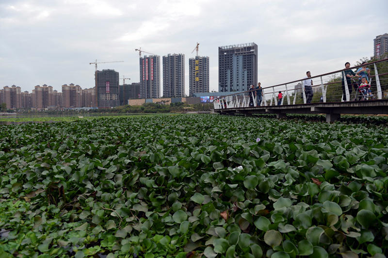 广东惠州水浮莲成灾 两江变成"大草原"