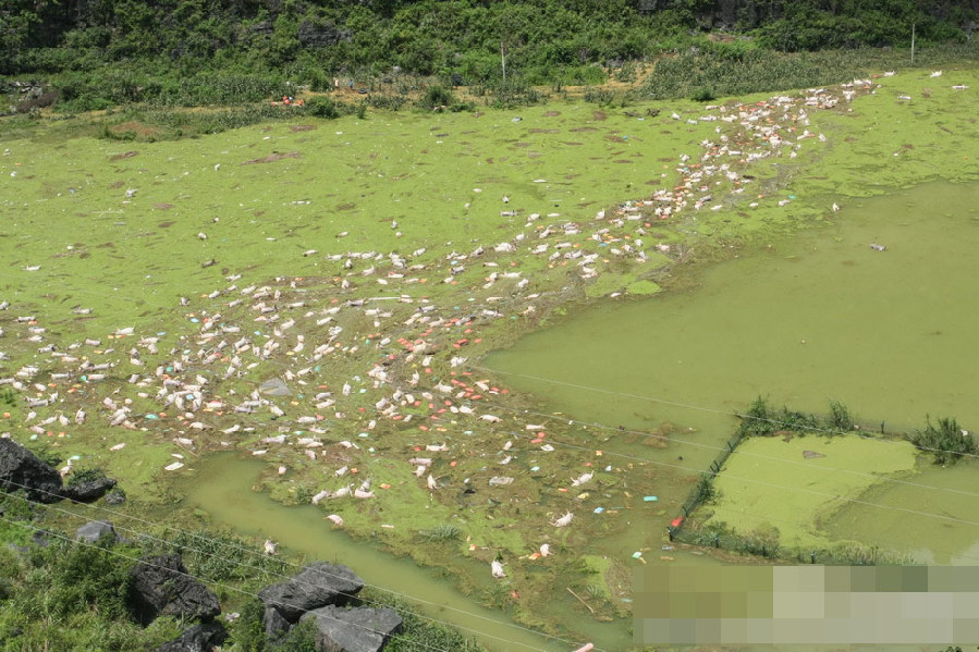 广西一养殖场被淹 1.6万余头死猪浸泡水中