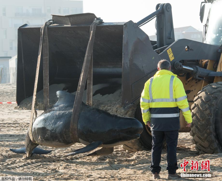 十头领航鲸搁浅 救援者将幸存鲸鱼放归大海