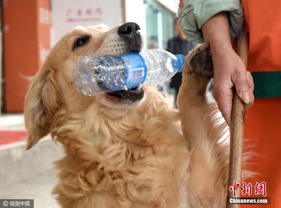 金毛犬跟主人“扫”大街“捡”瓶子