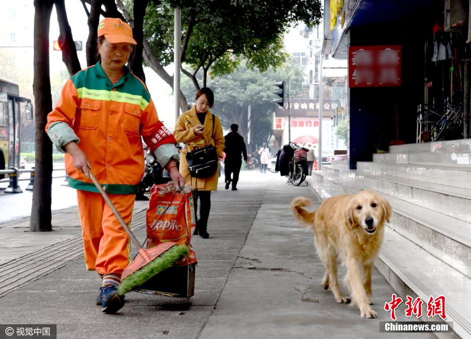 金毛犬跟主人“扫”大街“捡”瓶子