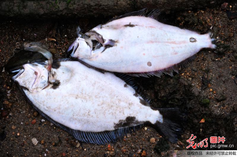 山东青岛持续高温 海水31℃养殖鱼热死被抛入海中