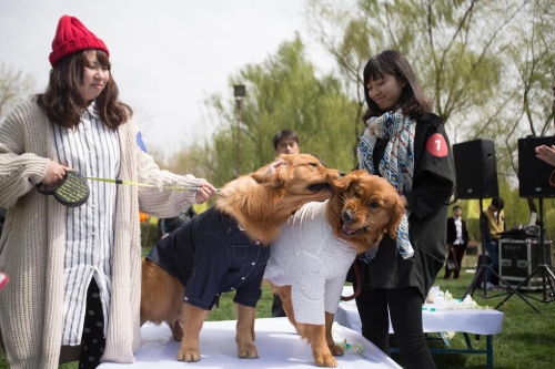 北京举行宠物集体婚礼