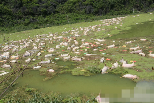 1万余头死猪浸泡水中