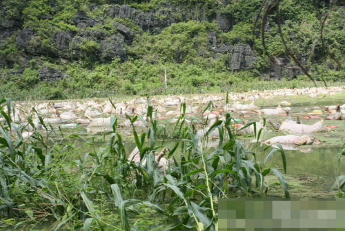 1万余头死猪浸泡水中