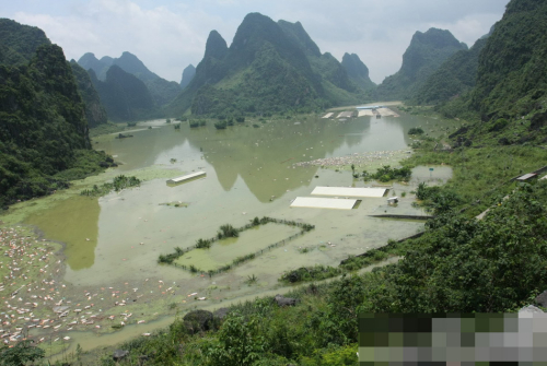 1万余头死猪浸泡水中