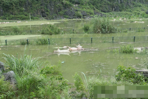 1万余头死猪浸泡水中