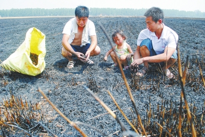 　村民为挽回一点损失，只得捡拾一些烧焦的麦穗。