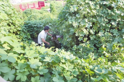 灌木丛内揪出赌客