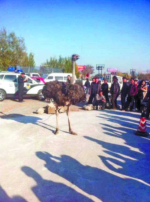 “鸵立人群”遭围观