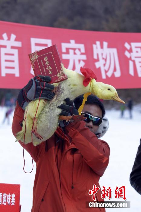 河南办宠物滑雪赛 乌龟赢兔子得第三