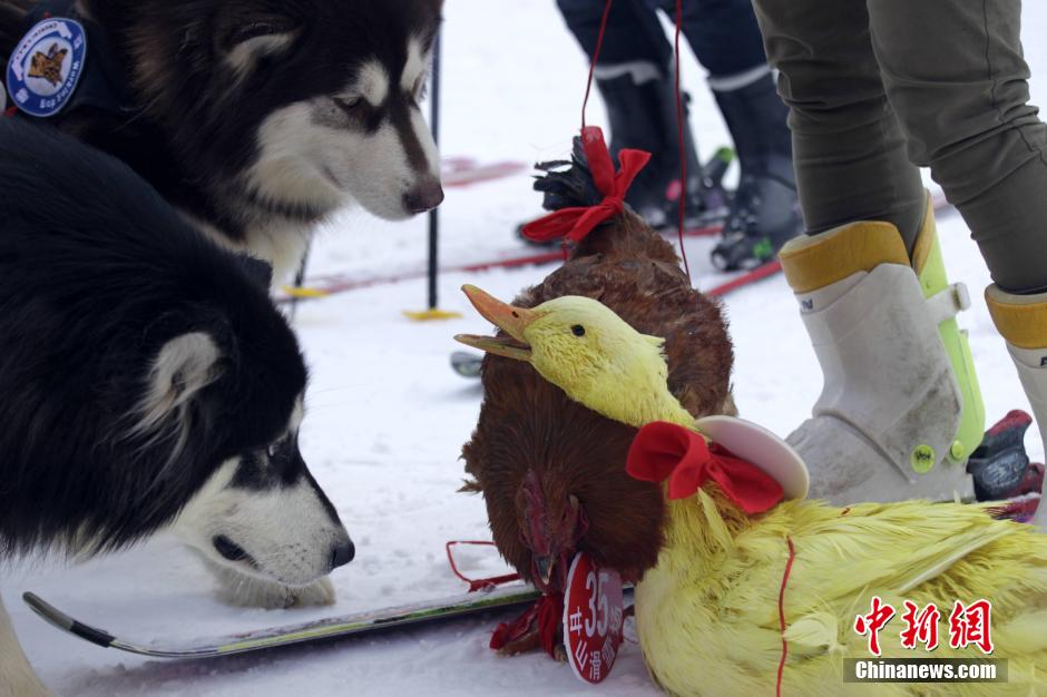 河南办宠物滑雪赛 乌龟赢兔子得第三