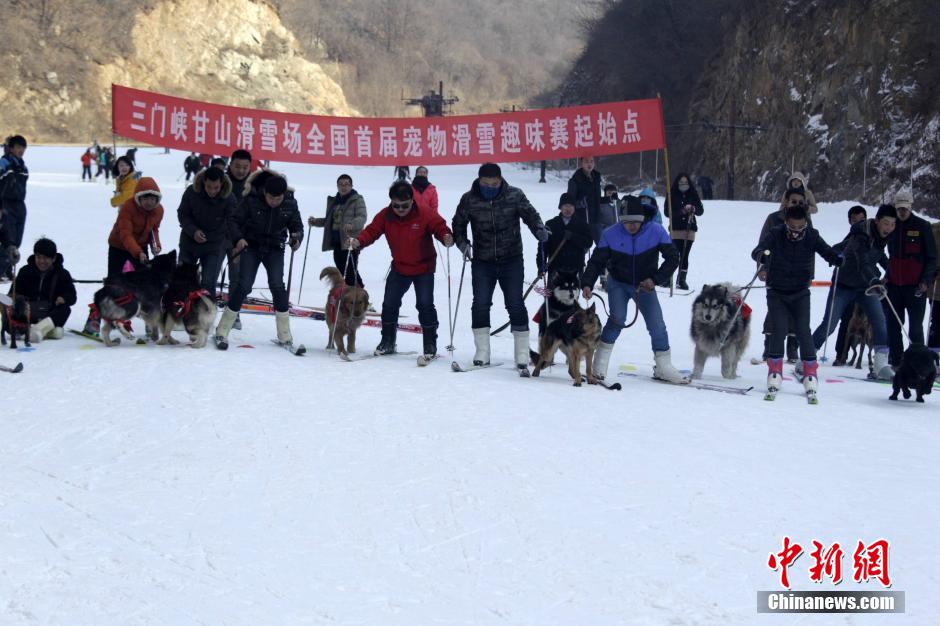 河南办宠物滑雪赛 乌龟赢兔子得第三