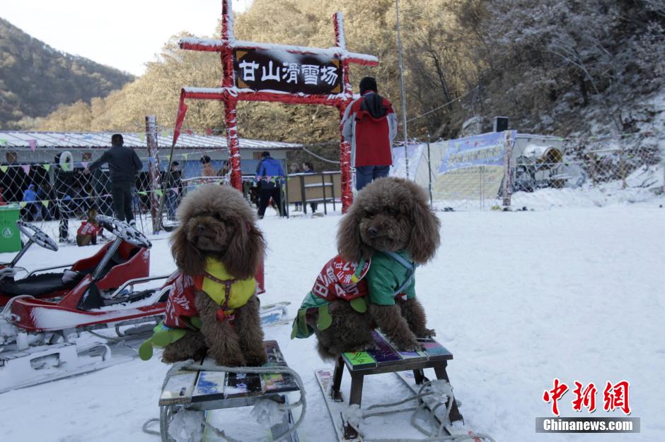 河南办宠物滑雪赛 乌龟赢兔子得第三