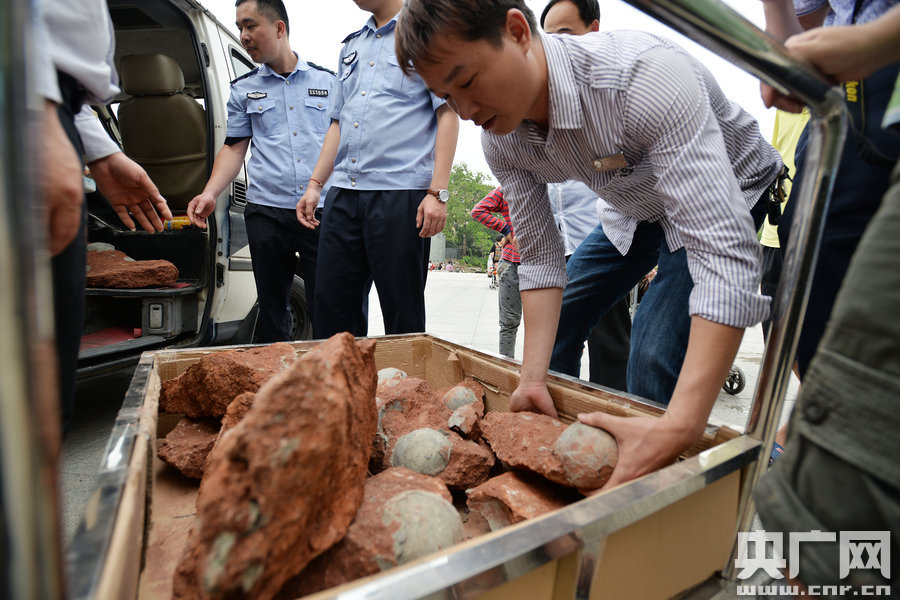 2015年4月19日，广东河源，道路改造施工现场，挖出一大窝恐龙蛋化石。